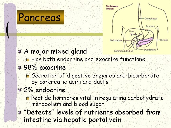 Pancreas A major mixed gland Has both endocrine and exocrine functions 98% exocrine Secretion Pancreas A major mixed gland Has both endocrine and exocrine functions 98% exocrine Secretion