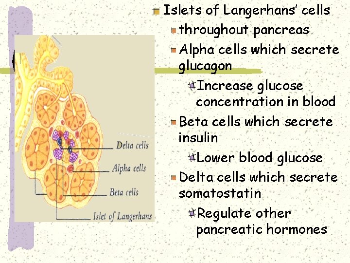 Islets of Langerhans’ cells throughout pancreas Alpha cells which secrete glucagon Increase glucose concentration Islets of Langerhans’ cells throughout pancreas Alpha cells which secrete glucagon Increase glucose concentration