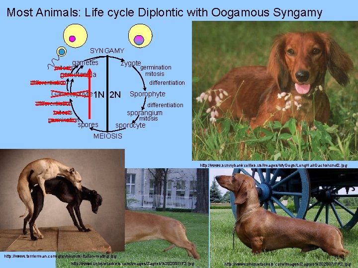 Most Animals: Life cycle Diplontic with Oogamous Syngamy SYNGAMY gametes zygote germination mitosis differentiation