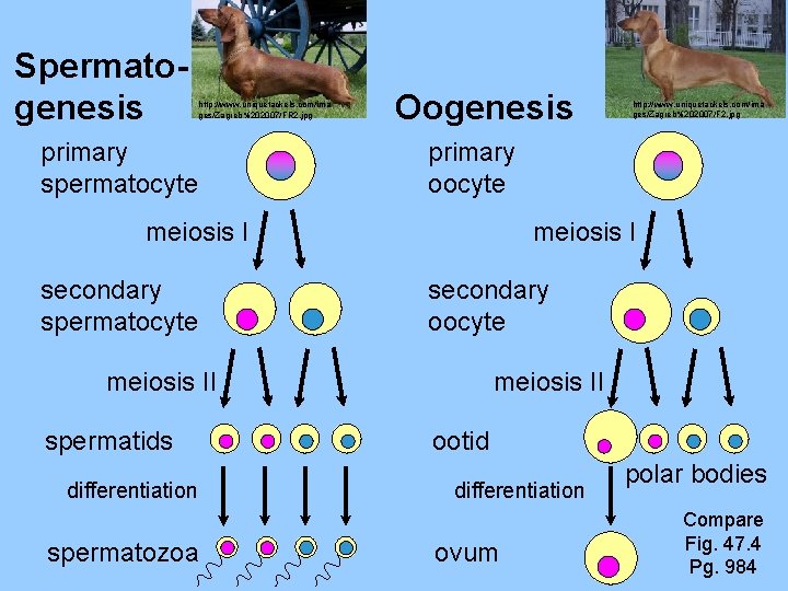 Spermatogenesis http: //www. uniquetackels. com/ima ges/Zagreb%202007/FR 2. jpg primary spermatocyte Oogenesis primary oocyte meiosis