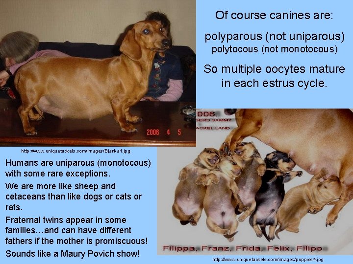 Of course canines are: polyparous (not uniparous) polytocous (not monotocous) So multiple oocytes mature