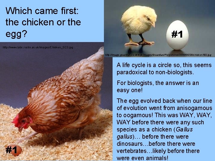 Which came first: the chicken or the egg? #1 http: //www. labs. roslin. ac.