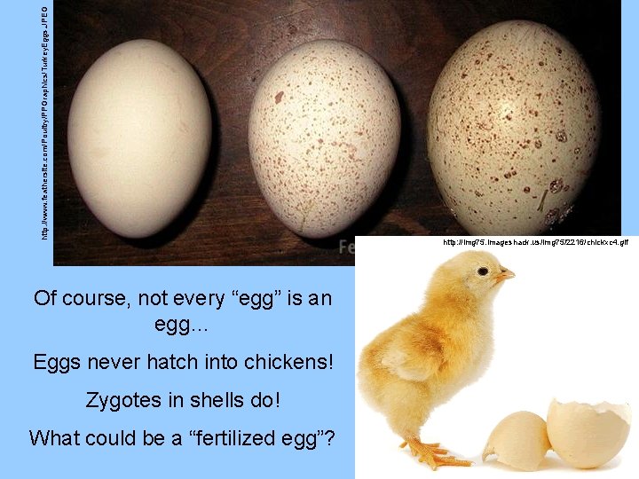 http: //www. feathersite. com/Poultry/PPGraphics/Turkey. Eggs. JPEG http: //img 75. imageshack. us/img 75/2216/chickxc 4. gif