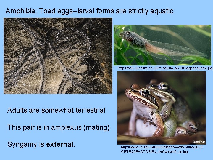 Amphibia: Toad eggs--larval forms are strictly aquatic http: //web. ukonline. co. uk/m. hoult/a_an_r/images/tadpole. jpg