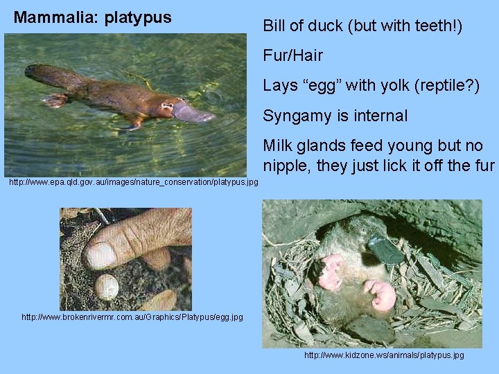 Mammalia: platypus Bill of duck (but with teeth!) Fur/Hair Lays “egg” with yolk (reptile?
