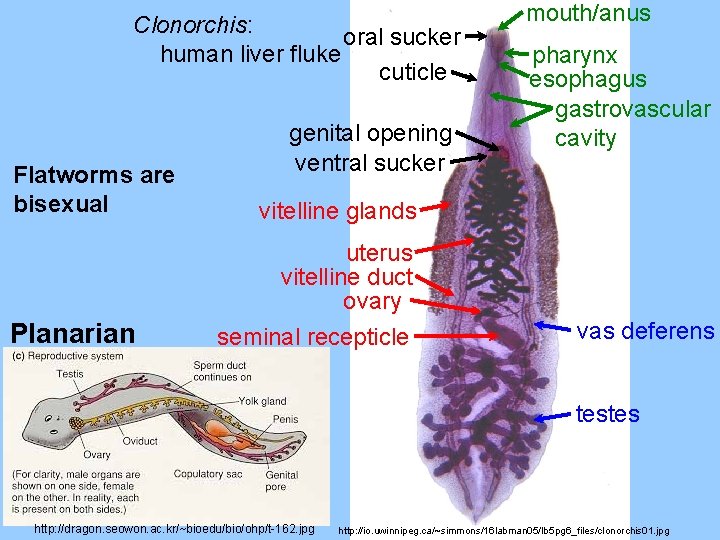 Clonorchis: oral sucker human liver fluke cuticle Flatworms are bisexual Planarian genital opening ventral