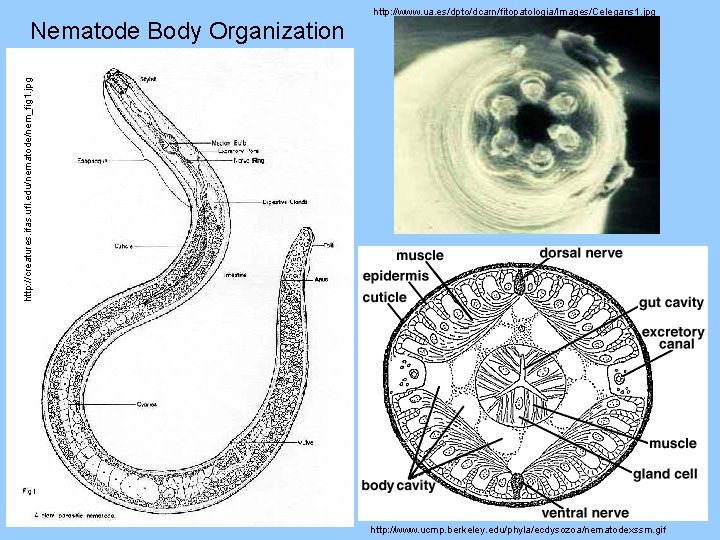 http: //creatures. ifas. ufl. edu/nematode/nem_fig 1. jpg Nematode Body Organization http: //www. ua. es/dpto/dcarn/fitopatologia/Images/Celegans