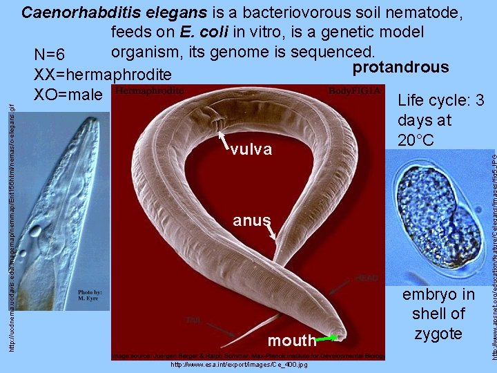 http: //ucdnema. ucdavis. edu/imagemap/nemmap/Ent 156 html/nemas/c-elegans. gif Caenorhabditis elegans is a bacteriovorous soil nematode,
