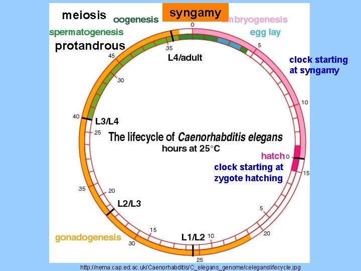 meiosis syngamy protandrous clock starting at syngamy clock starting at zygote hatching http: //nema.