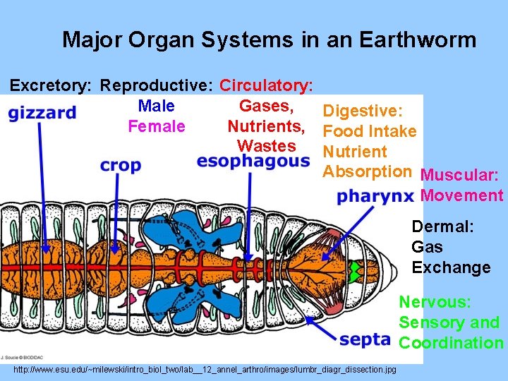 Major Organ Systems in an Earthworm Excretory: Reproductive: Circulatory: Male Gases, Digestive: Female Nutrients,