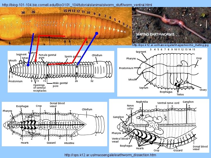 http: //biog-101 -104. bio. cornell. edu/Bio. G 101_104/tutorials/animals/worm_stuff/worm_ventral. html http: //sps. k 12. ar.