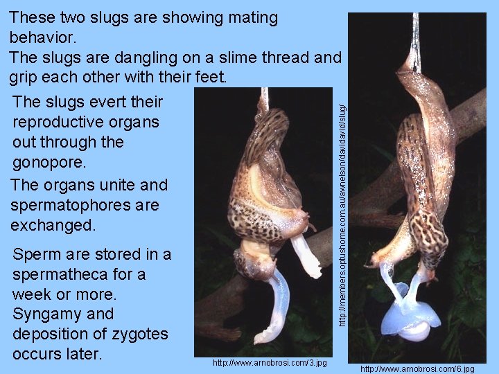 These two slugs are showing mating behavior. The slugs are dangling on a slime