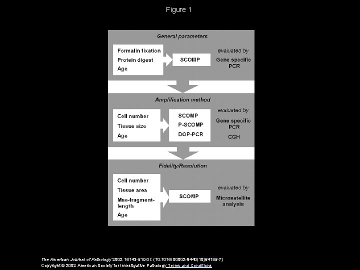 Figure 1 The American Journal of Pathology 2002 16143 -51 DOI: (10. 1016/S 0002