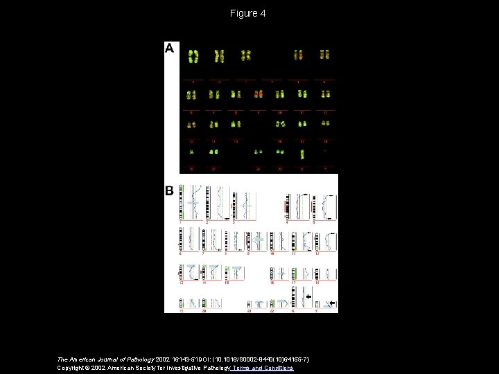 Figure 4 The American Journal of Pathology 2002 16143 -51 DOI: (10. 1016/S 0002