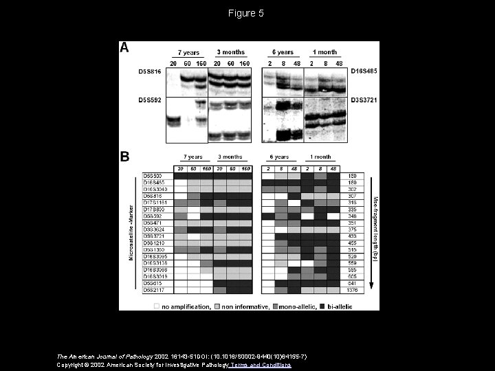 Figure 5 The American Journal of Pathology 2002 16143 -51 DOI: (10. 1016/S 0002