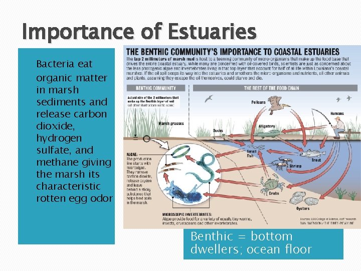 Importance of Estuaries � � Bacteria eat organic matter in marsh sediments and release