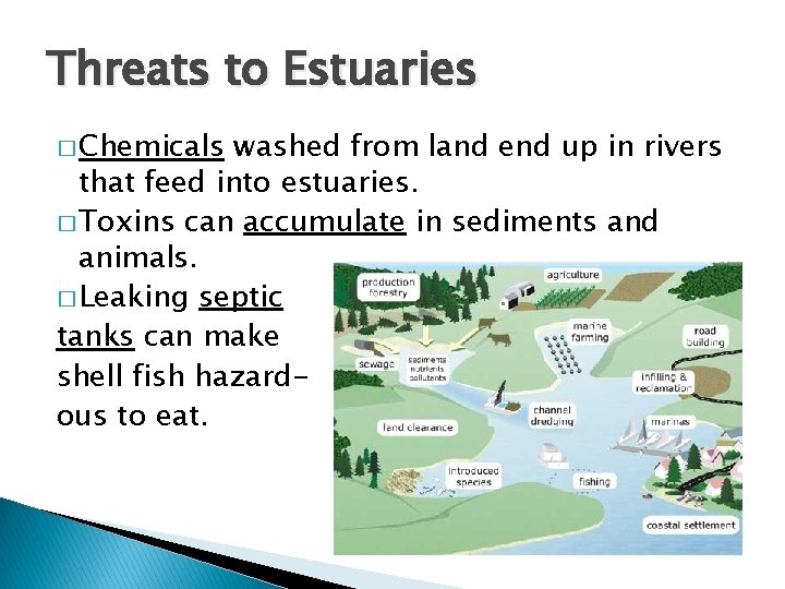 Threats to Estuaries � Chemicals washed from land end up in rivers that feed