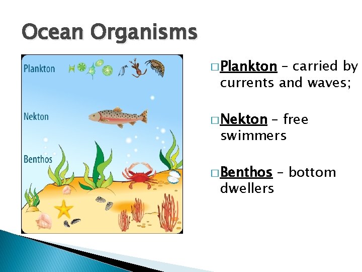 Ocean Organisms � Plankton – carried by currents and waves; � Nekton – free