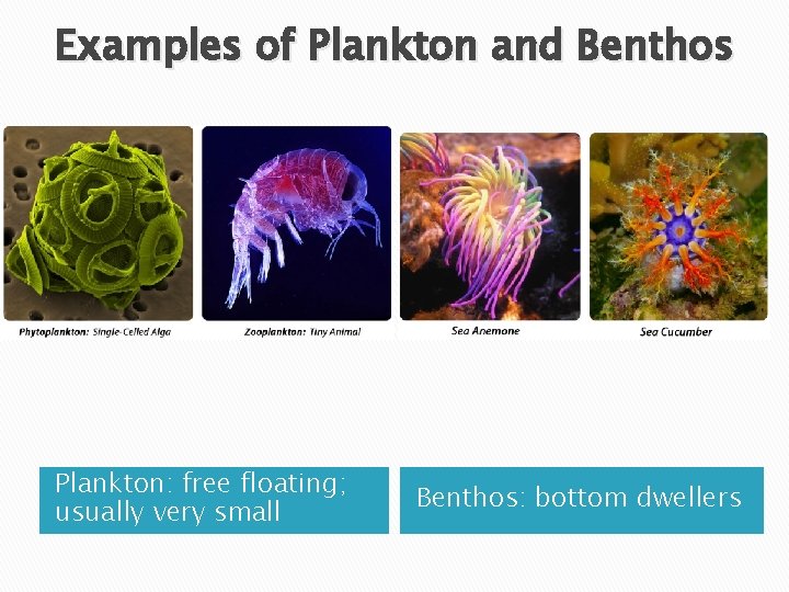 Examples of Plankton and Benthos � Bottom Plankton: free floating; usually very small Benthos: