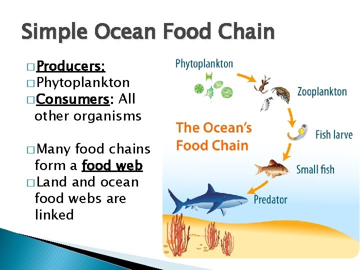 Simple Ocean Food Chain � Producers: � Phytoplankton � Consumers: All other organisms �