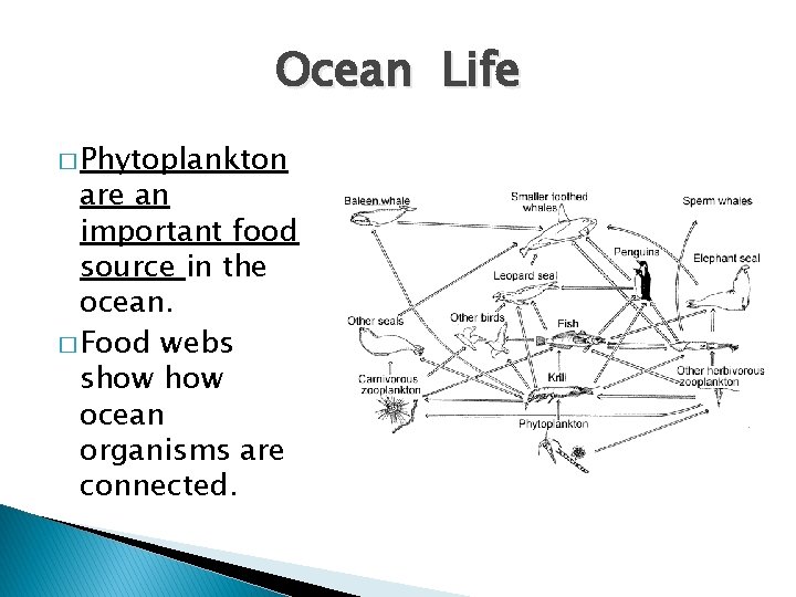 Ocean Life � Phytoplankton are an important food source in the ocean. � Food