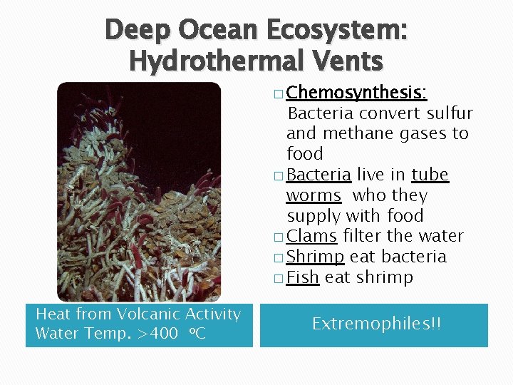 Deep Ocean Ecosystem: Hydrothermal Vents � Chemosynthesis: Bacteria convert sulfur and methane gases to