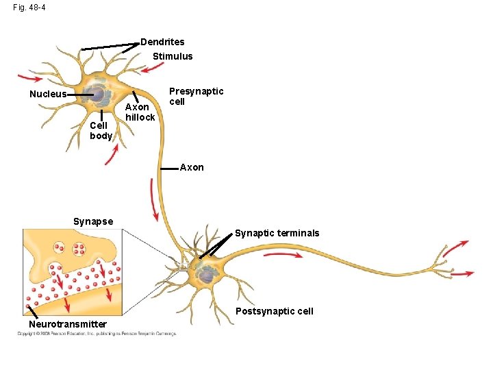 Fig. 48 -4 Dendrites Stimulus Nucleus Cell body Axon hillock Presynaptic cell Axon Synapse