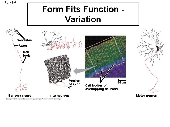 Fig. 48 -5 Form Fits Function Variation Dendrites Axon Cell body Portion of axon