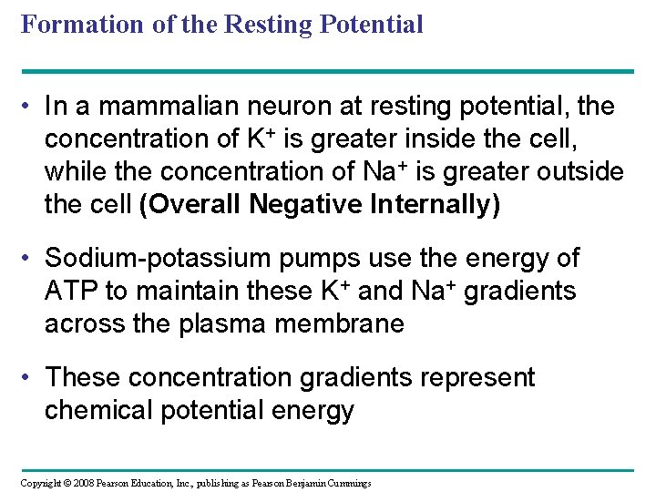Formation of the Resting Potential • In a mammalian neuron at resting potential, the
