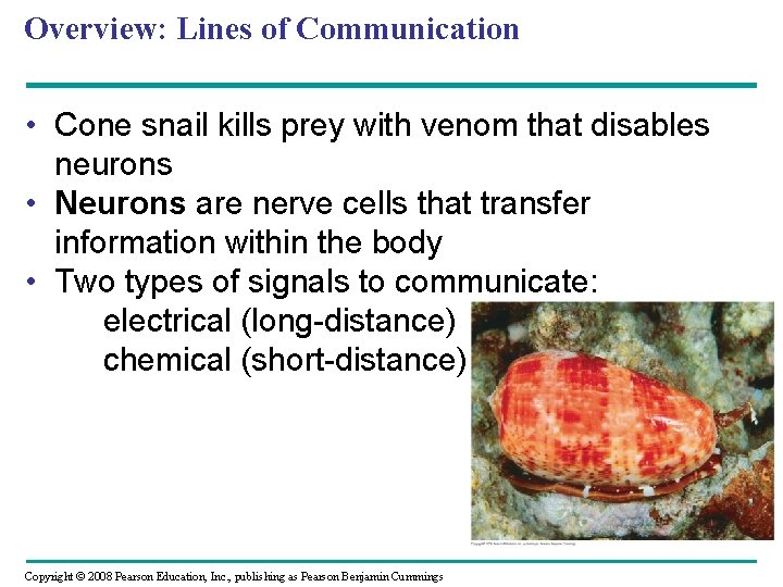 Overview: Lines of Communication • Cone snail kills prey with venom that disables neurons