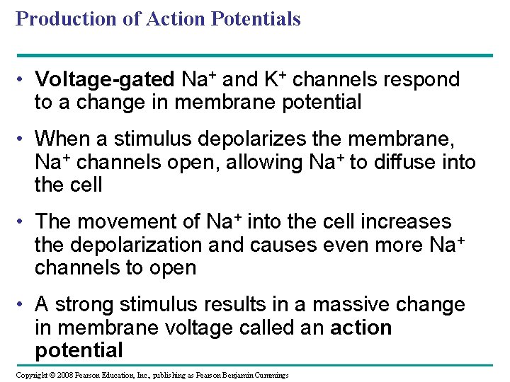 Production of Action Potentials • Voltage-gated Na+ and K+ channels respond to a change