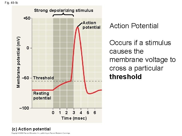 Fig. 48 -9 c Strong depolarizing stimulus Membrane potential (m. V) +50 Action potential