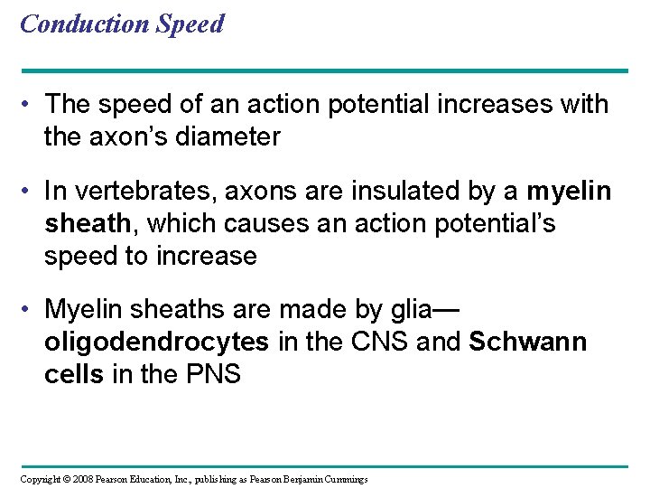 Conduction Speed • The speed of an action potential increases with the axon’s diameter