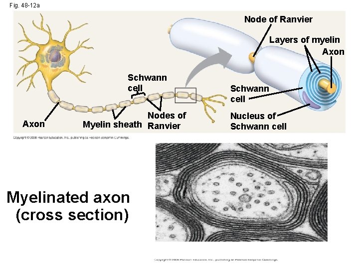 Fig. 48 -12 a Node of Ranvier Layers of myelin Axon Schwann cell Axon