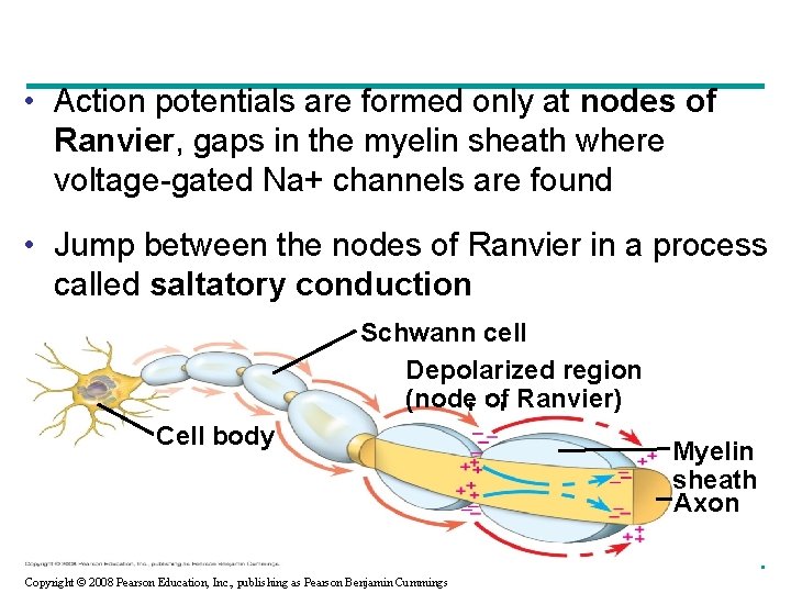  • Action potentials are formed only at nodes of Ranvier, gaps in the