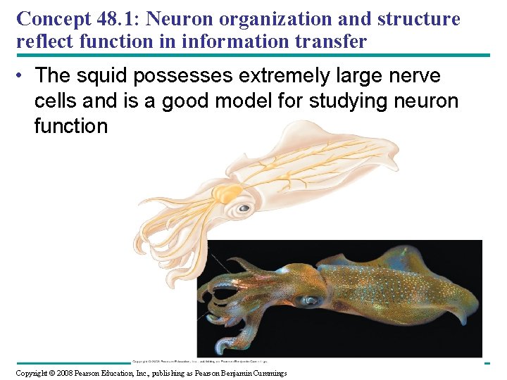 Concept 48. 1: Neuron organization and structure reflect function in information transfer • The
