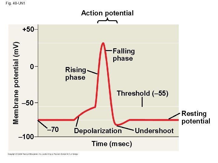 Fig. 48 -UN 1 Action potential Membrane potential (m. V) +50 Falling phase 0