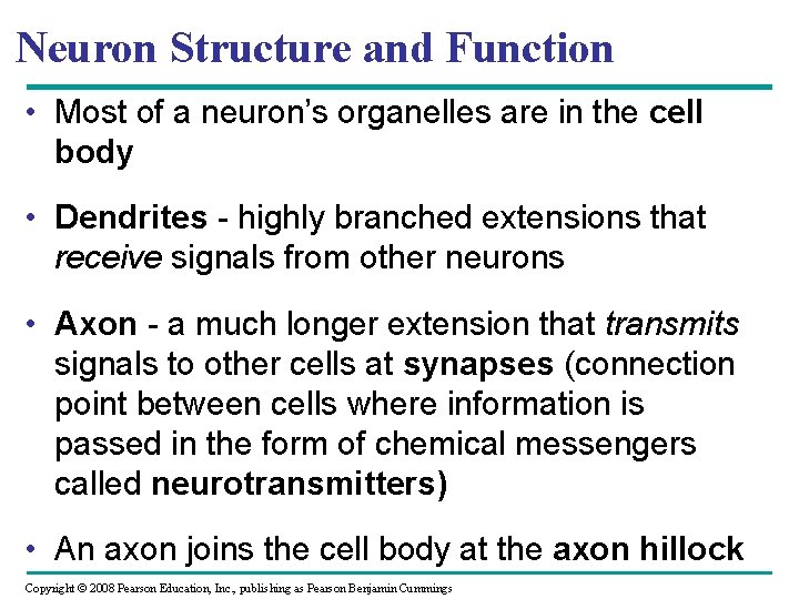 Neuron Structure and Function • Most of a neuron’s organelles are in the cell