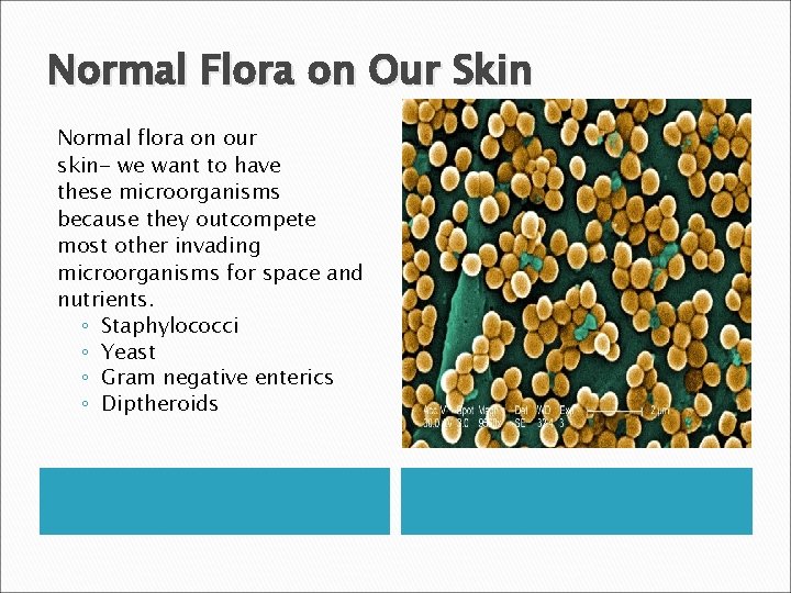 Normal Flora on Our Skin Normal flora on our skin- we want to have