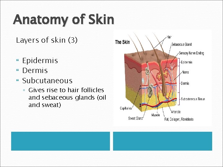 Anatomy of Skin Layers of skin (3) Epidermis Dermis Subcutaneous ◦ Gives rise to