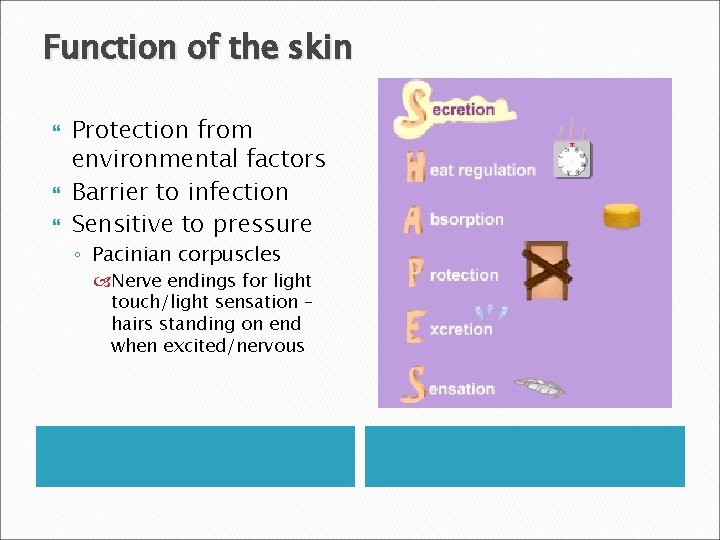 Function of the skin Protection from environmental factors Barrier to infection Sensitive to pressure