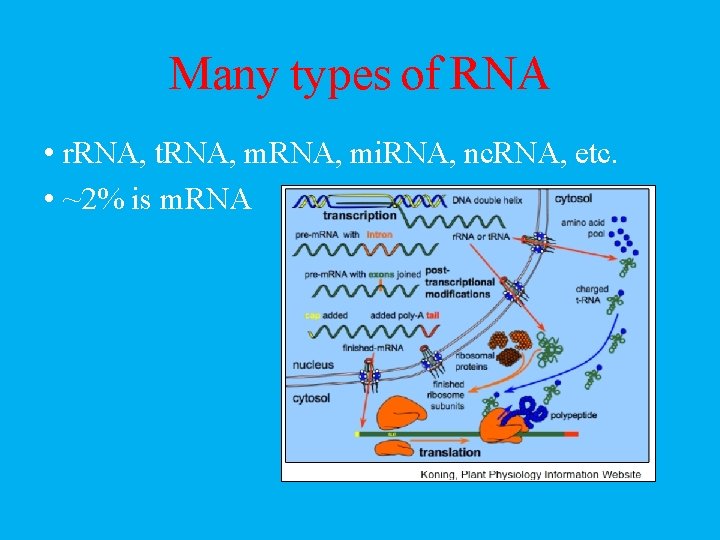 RNAseq Introduction Many types of RNA r RNA
