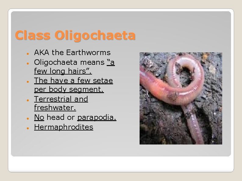Class Oligochaeta AKA the Earthworms Oligochaeta means “a few long hairs”. The have a