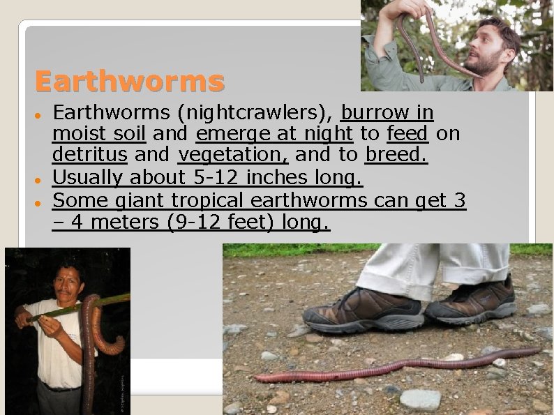 Earthworms Earthworms (nightcrawlers), burrow in moist soil and emerge at night to feed on