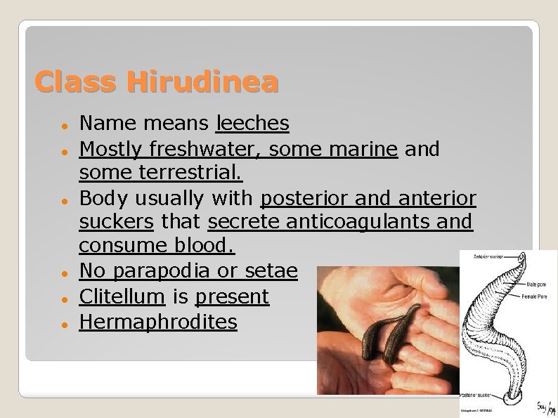 Class Hirudinea Name means leeches Mostly freshwater, some marine and some terrestrial. Body usually