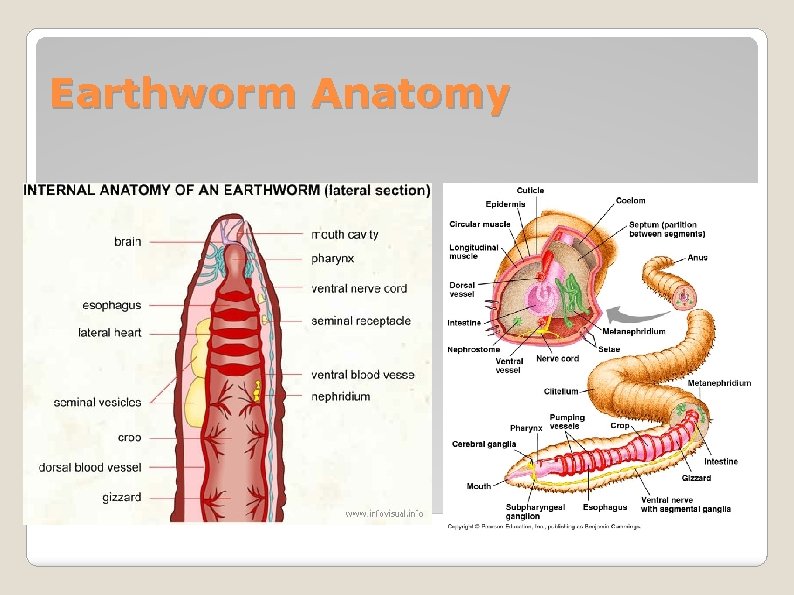 Earthworm Anatomy 