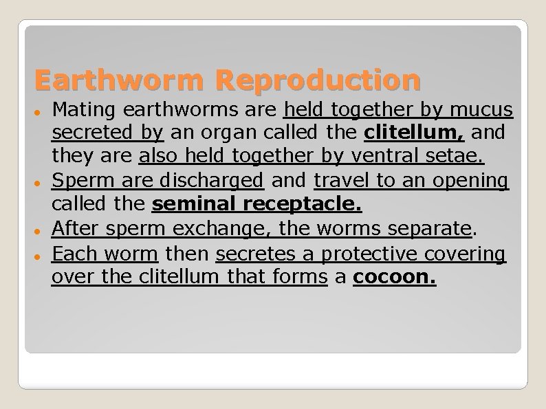 Earthworm Reproduction Mating earthworms are held together by mucus secreted by an organ called