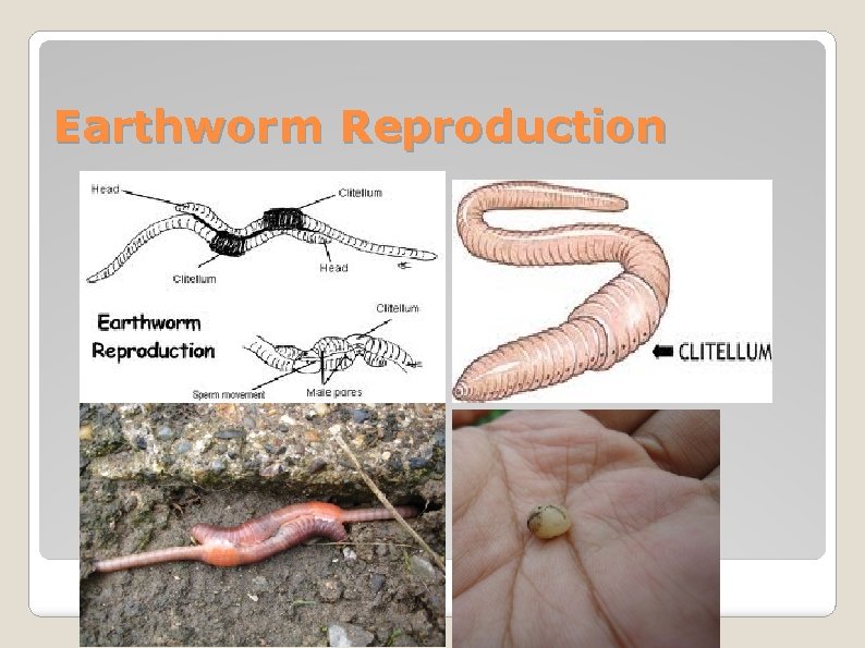Earthworm Reproduction 