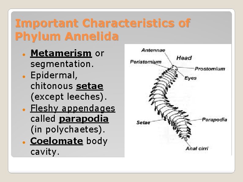 Important Characteristics of Phylum Annelida Metamerism or segmentation. Epidermal, chitonous setae (except leeches). Fleshy