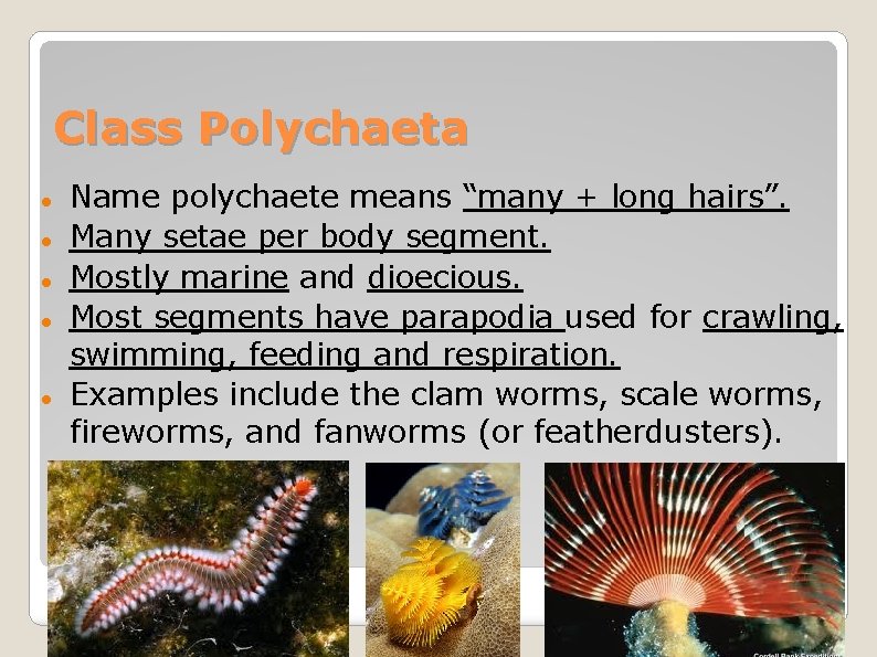 Class Polychaeta Name polychaete means “many + long hairs”. Many setae per body segment.